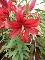 [4266 Firebolt No102.JPG]